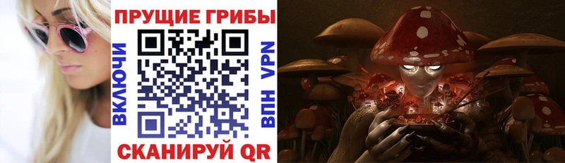 Купить где  Дигора  Галлюциногенные грибы Psilocybe 